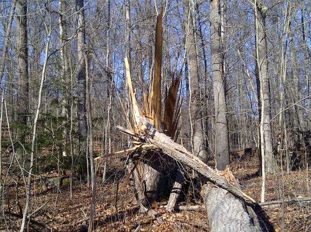 This tree is among those that were damaged by Superstorm Sandy at Ohiopyle State Park.