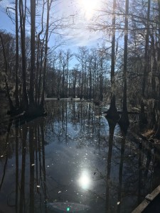 Merchants Millpond State Pond in North Carolina offers a little bit of hills and a lot of great views.