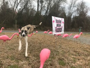My neighbor’s dog runs through a flock of pink flamingos. They were on our lawn as part of a fundraiser for the Special Olympics. I love being in a tight-knit community, but at times it’s too tight.