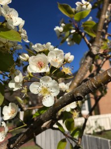 Apple blossoms.