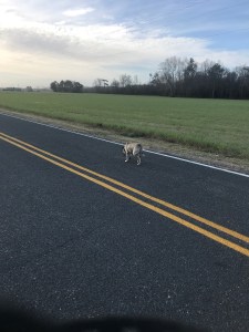 My neighbor’s dog followed me on a recent run.