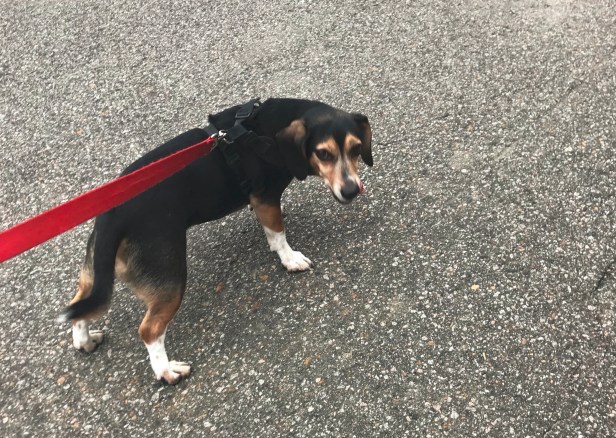 A beagle walks on the road.