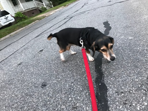 Blue poses for the camera a little.