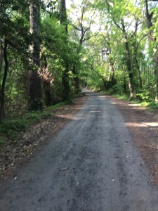 Part of the course of the Nags Head Woods 5k.