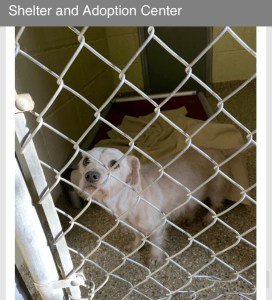 A small white dog behind a chain link fence.