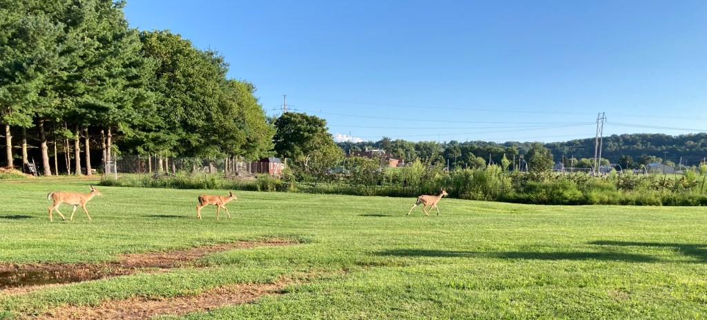 Deer run in a field.